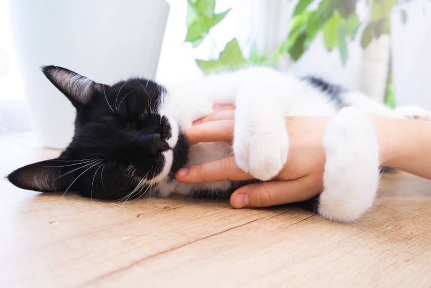 black cat with white mustache hugging child's hand
