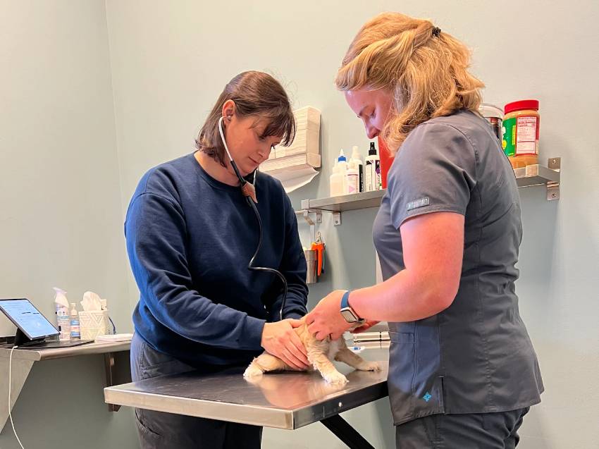 easyvet Murfreesboro