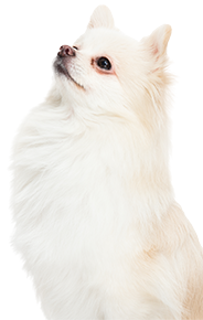 white chihuahua
